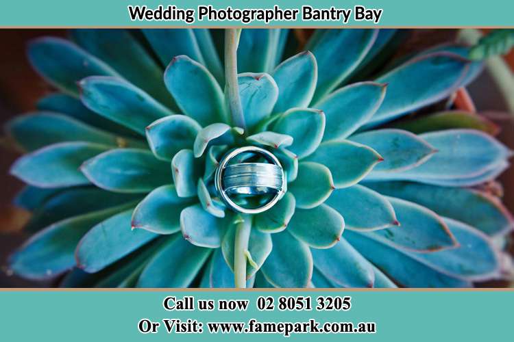 Photo of the wedding ring design at the top of the plant Bantry Bay NSW 2087