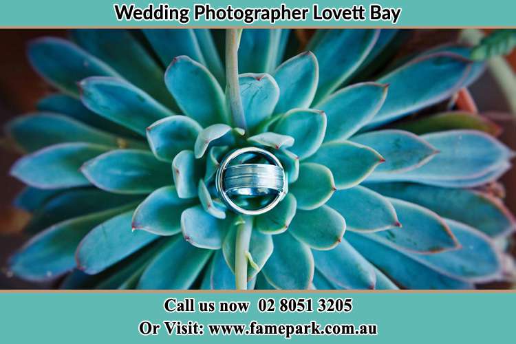 Photo of the Wedding ring design at the top of the plant Lovett Bay NSW 2105